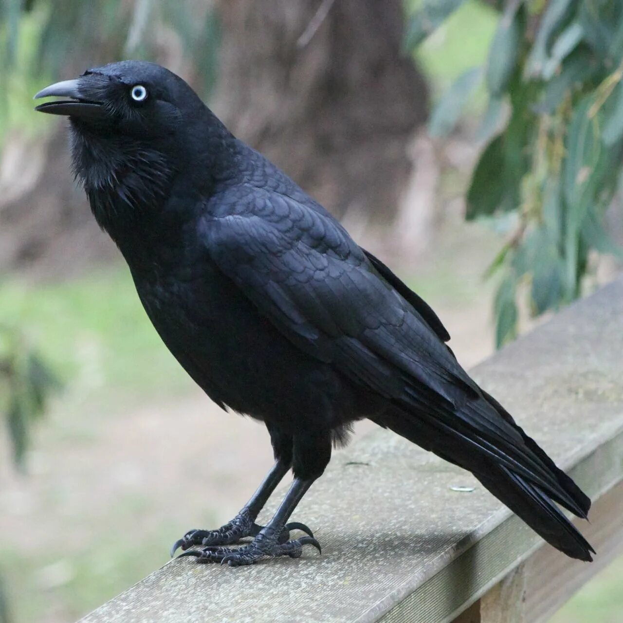 Ворона какой вид. Корвус карга. Рэйвен Блэк. Корвус ворон. Ошейниковый ворон.