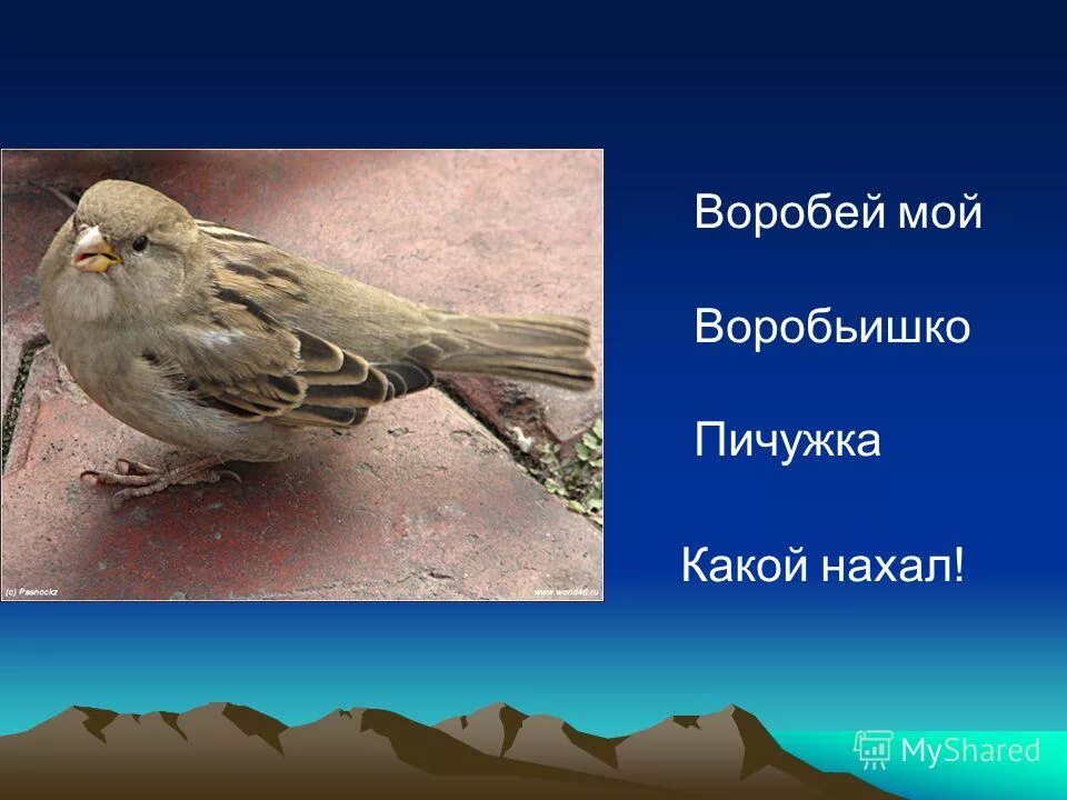 птица сидит на ветке. стихотворение саши черного воробей мой воробьишка. стих саши чёрного воробе. стих воробей саша чёрный. воробей мой воробьишко.