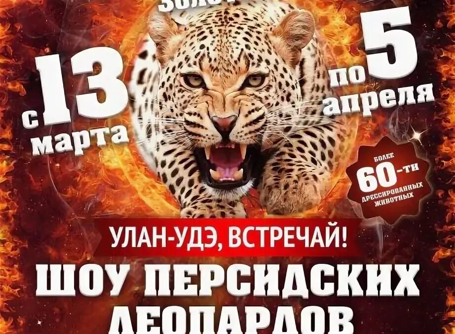 Цирк золотой дракон. Цирк золотой дракон курган. Цирк золотой дракон. Цирк золотой дракон петрозаводск. Цирк золотой дракон фото.