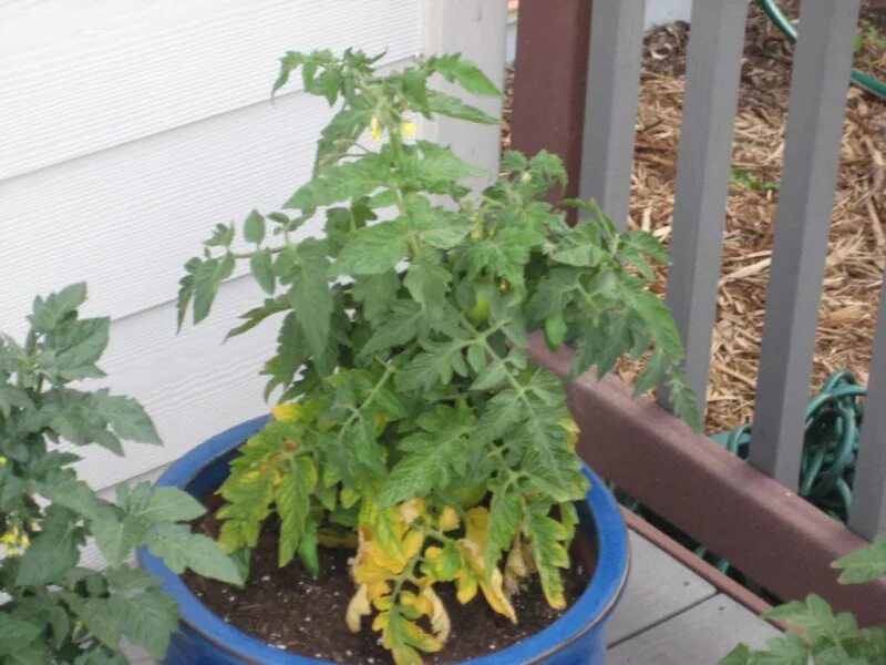 Хлорозит рассада томатов. Бледнеют листья у рассады помидор. Белые листья у томатов рассада. Увядание листьев рассады томатов. Почему желтеет рассада в теплице после высадки.