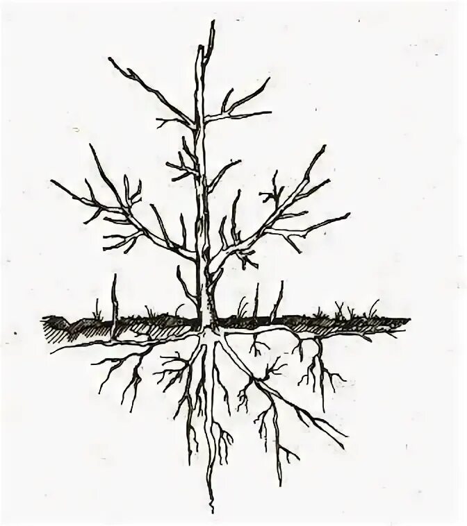 Корни ирги. Корень вишни садовой. Корень вишни садовой. Корневая система вишни и черешни. Корень вишни садовой.