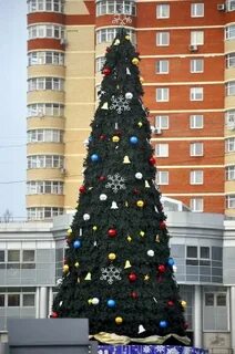 Ели 7 метров