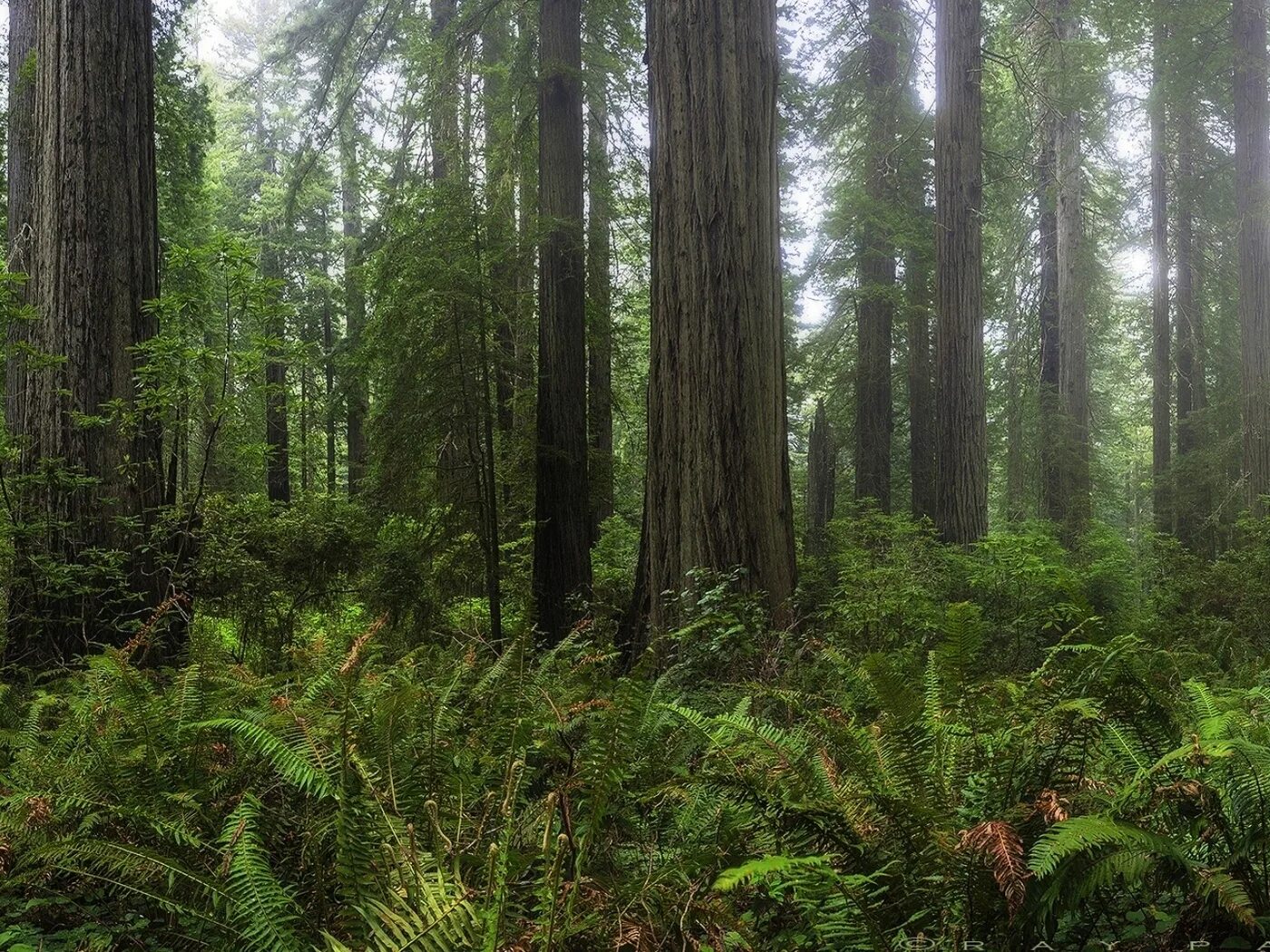 лес расположенный. мхи темнохвойной тайги. защитные леса, эксплуатационные леса и воспроизводственные леса. лес расположенный. леса союз.