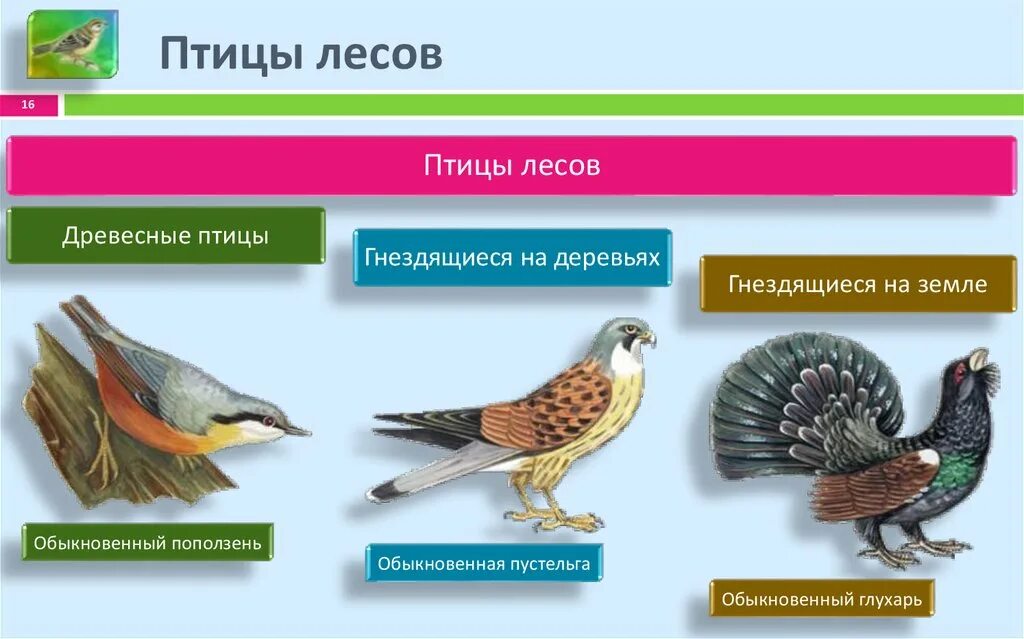 Экологические группы птиц птицы леса. Древесные птицы. Экологическая группа птицы леса. Птицы леса признаки.