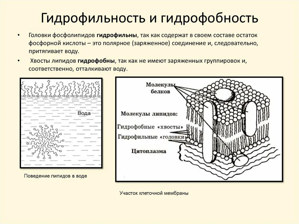 Средства гидрофильные при каких работах. Гидрофильные и гидрофобные соединения. Гидрофильность и гидрофобность. Гидрофобные и гидрофильные свойства. Характеристика гидрофильных и гидрофобных поверхностей.