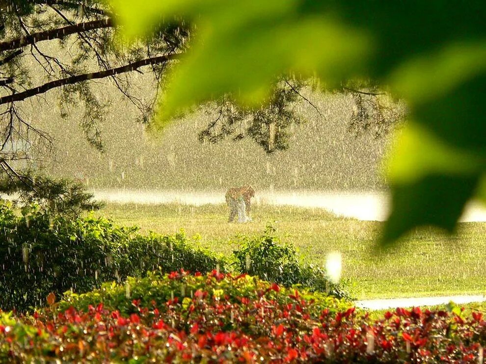 Солнечный дождь. День после дождя. Дождливое лето. День после дождя. Летний дождик.