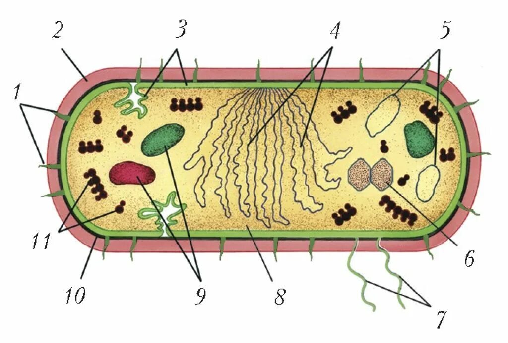 Схема строения бактериальной клетки без подписей. Схема бактериальной клетки рисунок. Строение бактерии рисунок. Строение клетки бактерии рисунок. Из каких клеток состоят бактерии