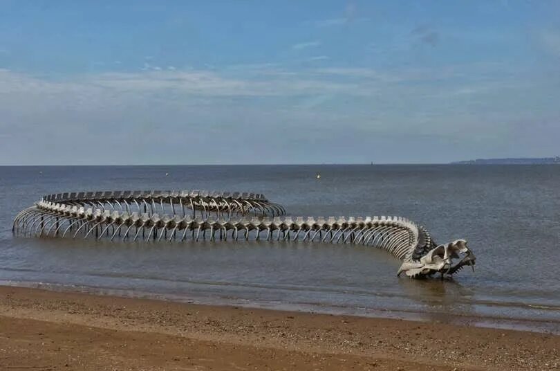 Кародацкй змей. Карадагский змей в черном море. Карадагский морской змей. Карадагский змей в черном море. Карадагское чудовище в черном море.