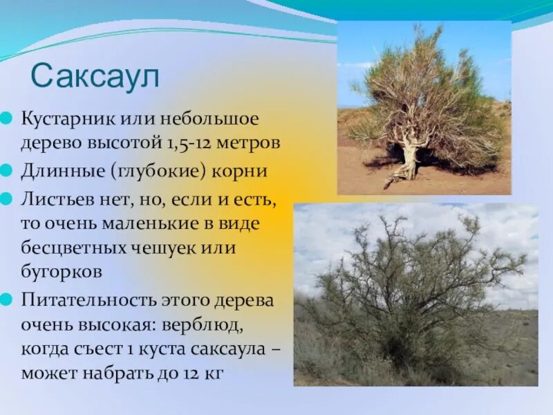 Саксаул где растет природная зона. Растения пустыни 4 класс окружающий мир саксуал. Саксаул-зона пустыни. Растительный мир пустыни саксаул. Саксаул краткое описание.