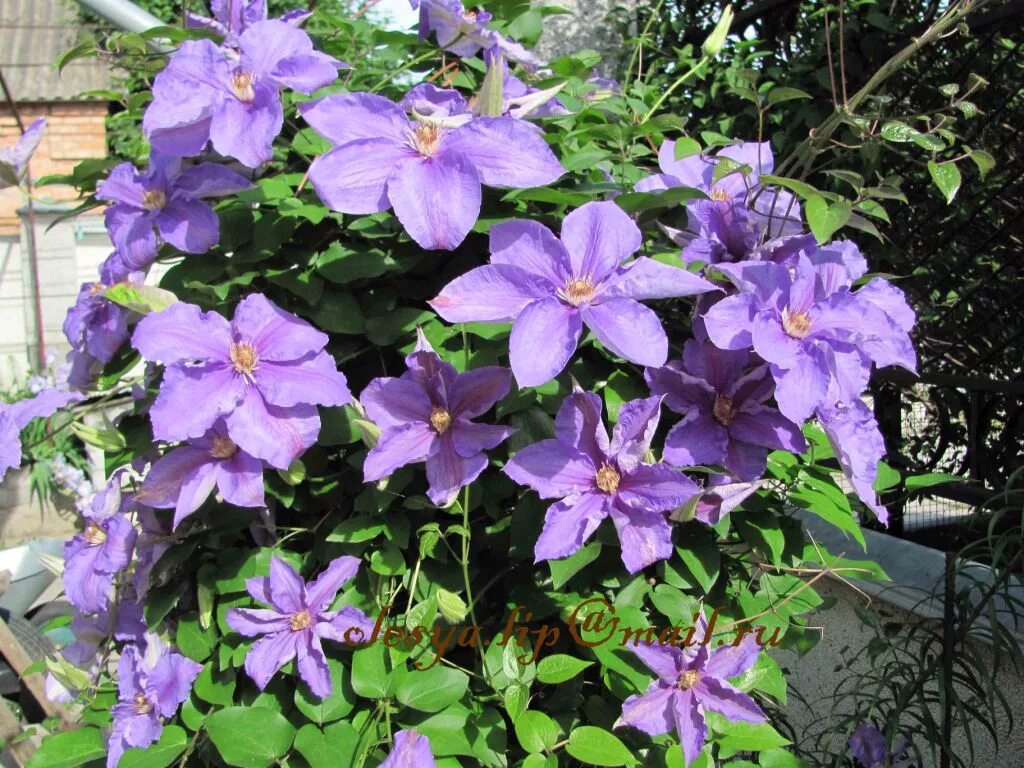клематис цельнолистный сапфировая россыпь. клематис цельнолистный сапфировая россыпь. клематис ломонос кустовой. клематис кустовой интегрифолия. клематис integrifolia (ломонос).