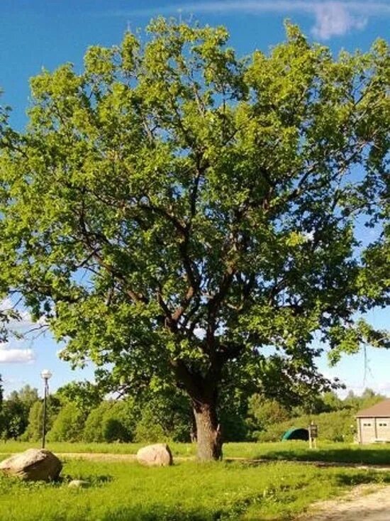 Усадьба дубы. Усадьба дубы