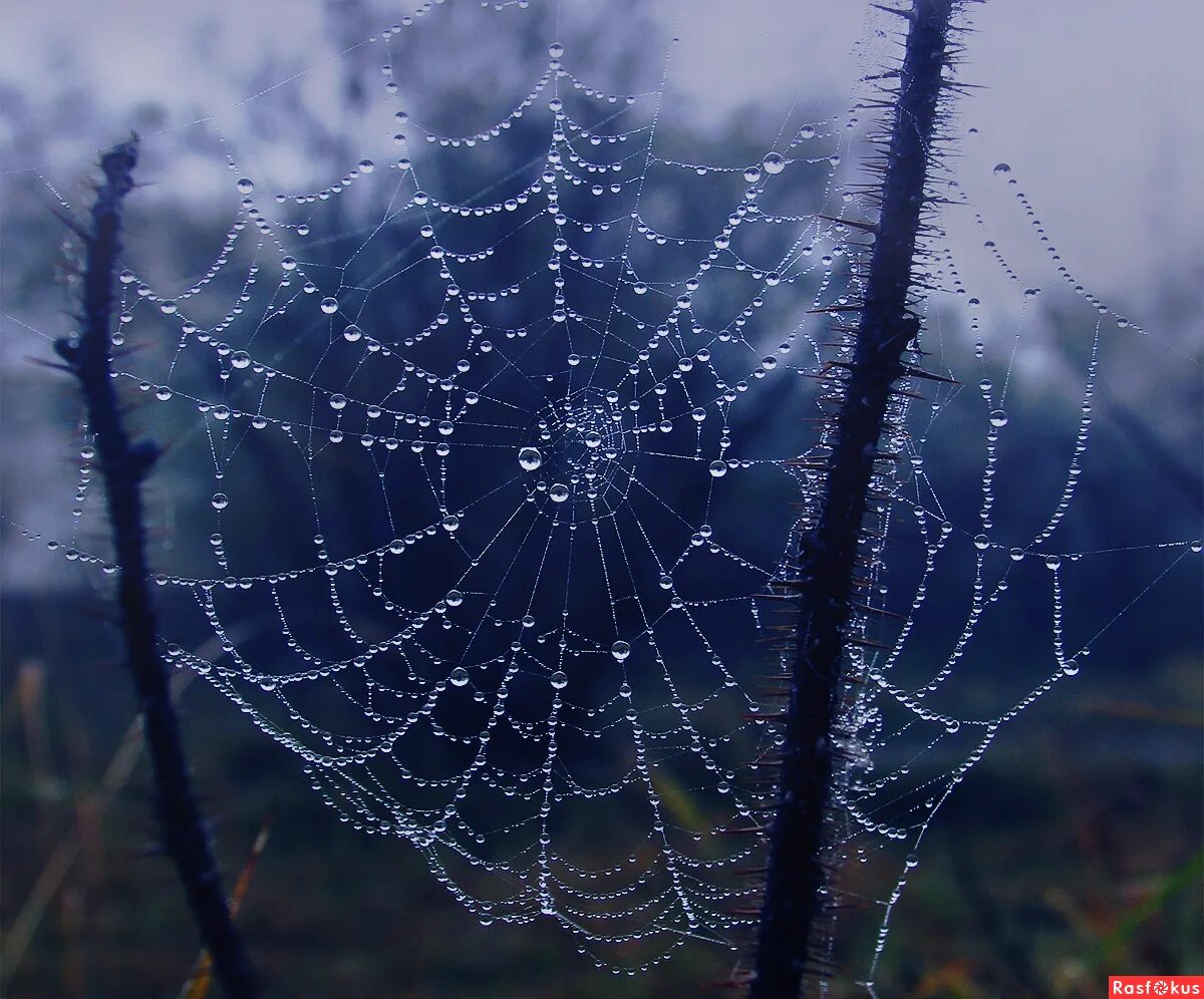 стоев паутина слушать
