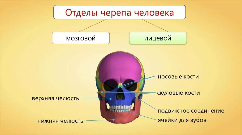 Отделы скелета человека череп. Строение черепа человека мозговой и лицевой отделы. Скелет головы кости мозгового и лицевого черепа. Скелет черепа человека лицевой отдел.