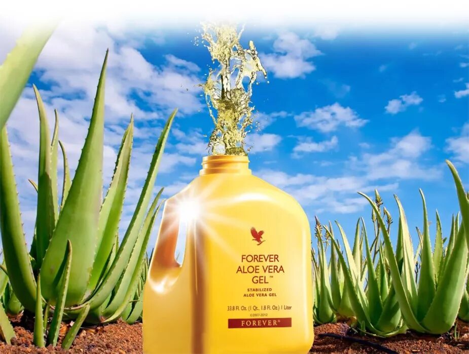 Forever Living Aloe Vera. Live product