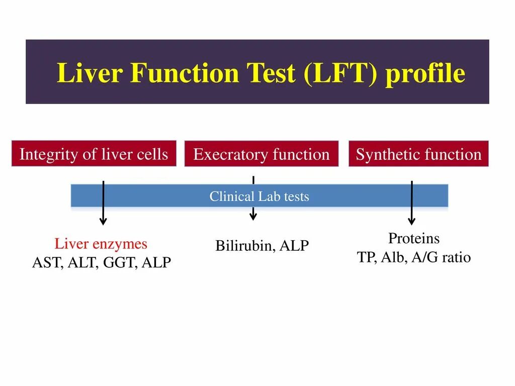 Liver function. Lft тест. synthetic function. what is liver function.