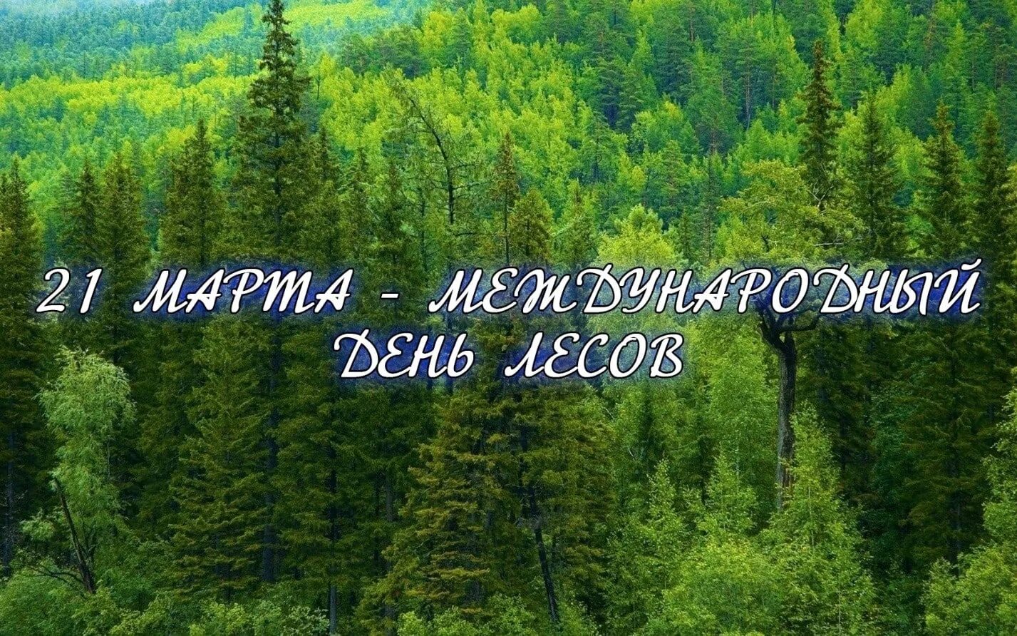 21 международный день леса. Международный день лесов. Всемирный день леса. Интересные факты о лесах.