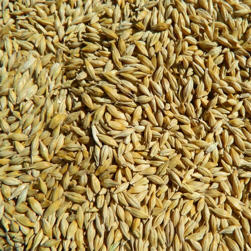 Сколько стоит ячмень. Протравленные семена Яровой пшеницы. Ячмень. Зерно. Ячменное зернышко.