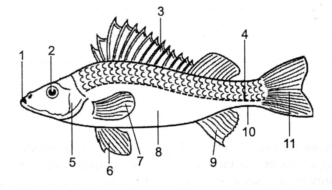 Речной окунь строение. Наружное строение речного окуня. Внешнее строение окуня. Строение рыбы схема биология. Биология 7 класс параграф рыбы