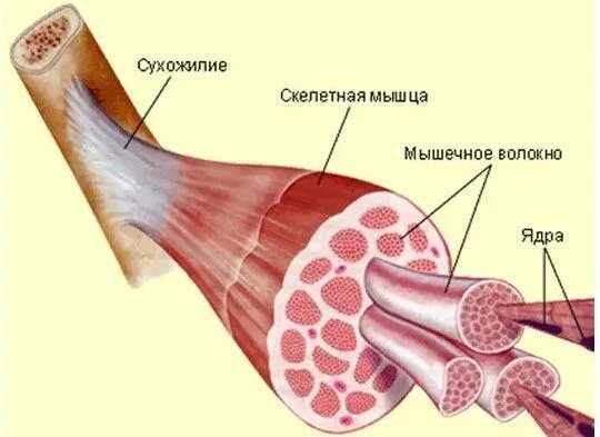 Сухожилия примеры. Строение сухожилия. структура сухожилия. мышцы и сухожилия. одхожилия.