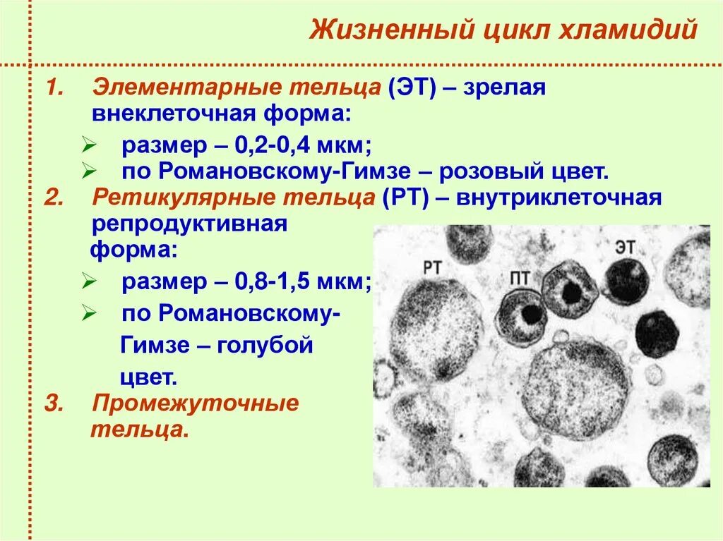 Хламидиоз 2. Элементарные и ретикулярные тельца хламидий. Хламидии ретикулярные тельца. Хламидии элементарные и ретикулярные. Риккетсии хламидии микоплазмы микробиология.