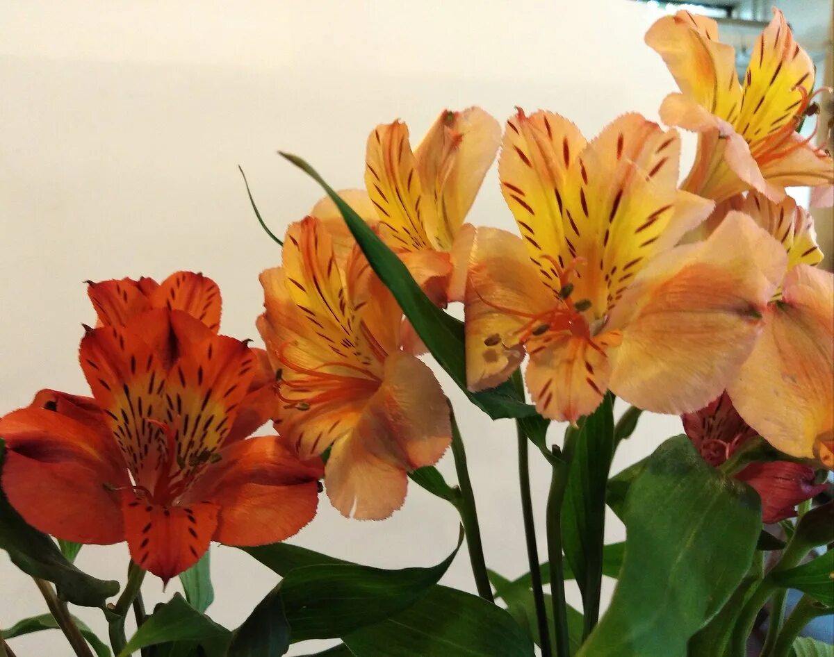 Alstroemeria pelegrina. Альстромерия inticancha bryce. Луковичные цветы альстромерия. Альстромерия микс колумбия. Луковицы альстромерии.