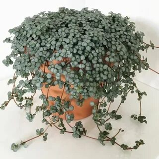 Растение с мелкими листиками