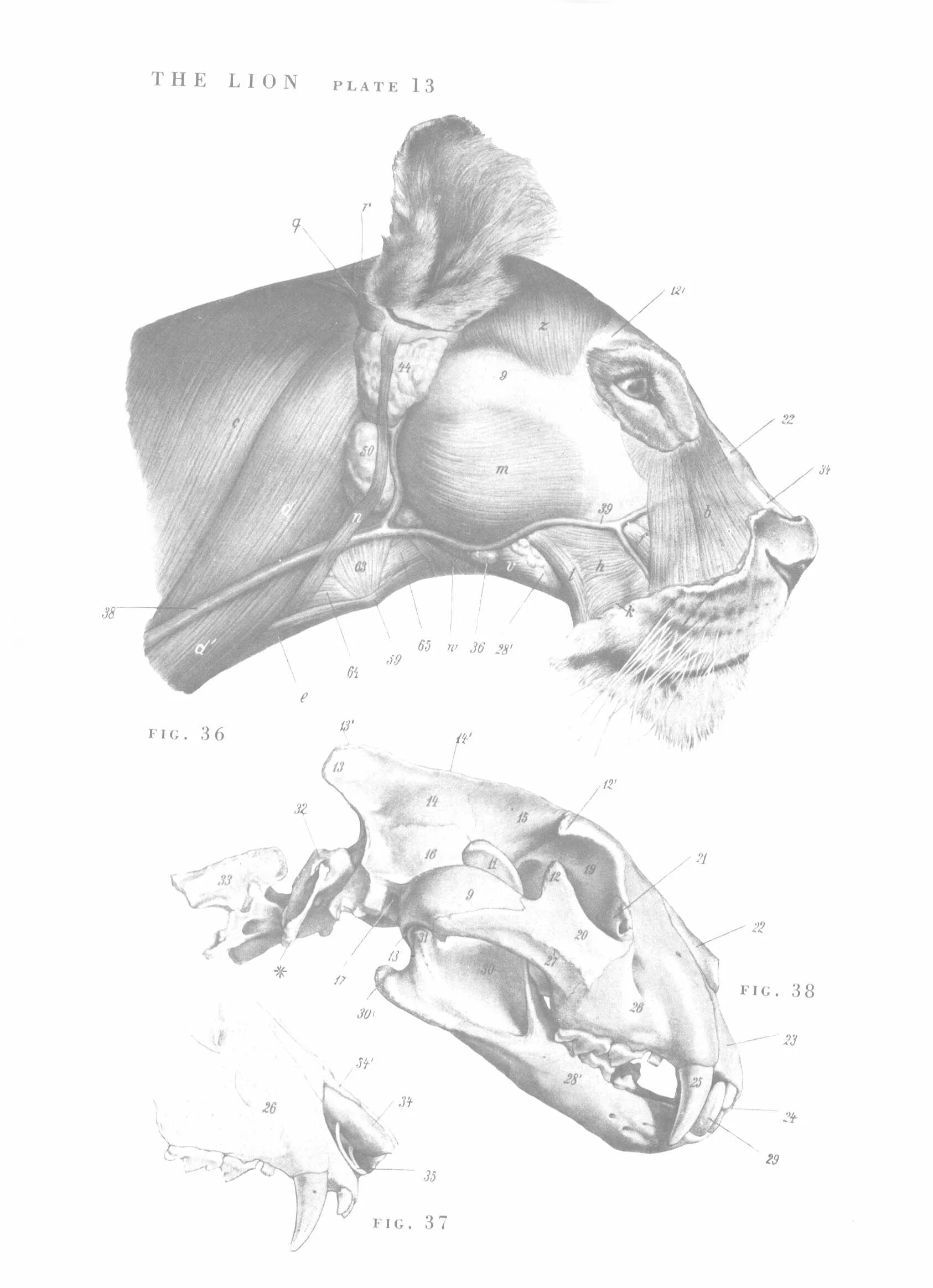 Скелет дикого кабана. Скелеты животных млекопитающих. Анатомия свиньи. Кабанов анатомия человека. Скелет свиньи строение.