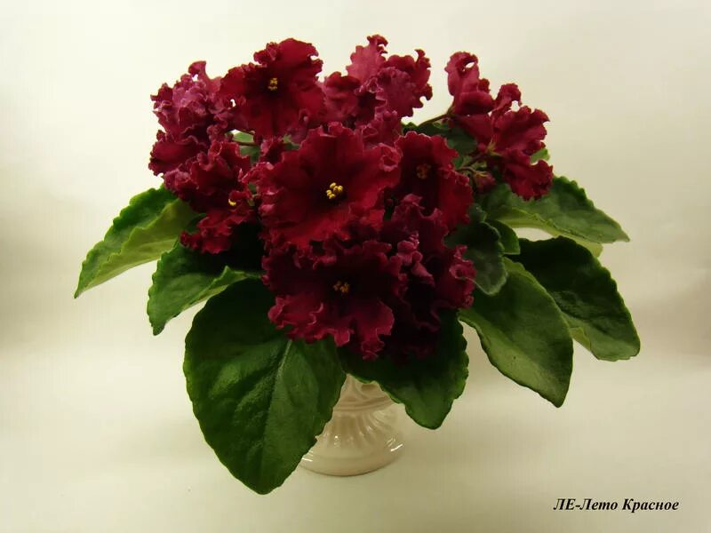 сенполия ле красное лето. фиалка лето красное. фиалка ек лето красное. фиалка сорт red rocket. фиалка лето красное фото.