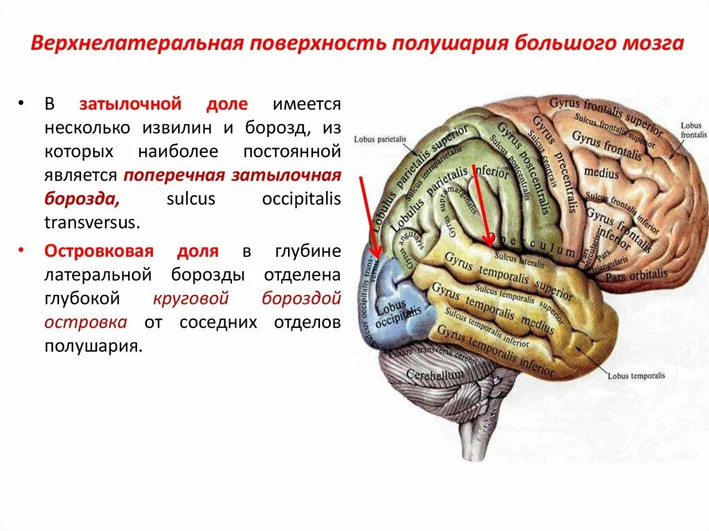 На поверхности полушарий большого мозга борозды и извилины. Верхнелатеральная поверхность полушария головного мозга. Борозды лобной доли анатомия. Доли борозды и извилины больших полушарий анатомия. Поверхности коры больших полушарий