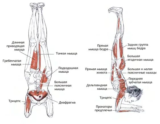 Упражнения для приводящих мышц. Пинча маюрасана мышцы. пинча маюрасана отстройки. приводящая группа мышц бедра. гребенчатая мышца упражнения.