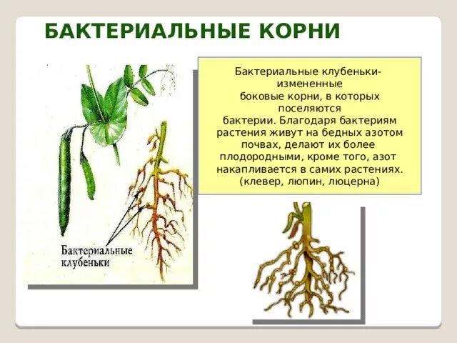 Строение корневой системы бобовых. Корн кулбенкиу бобовых. бактериальные клубеньки бобовые. бактериальные корни. бактериальные клубеньки на корнях.