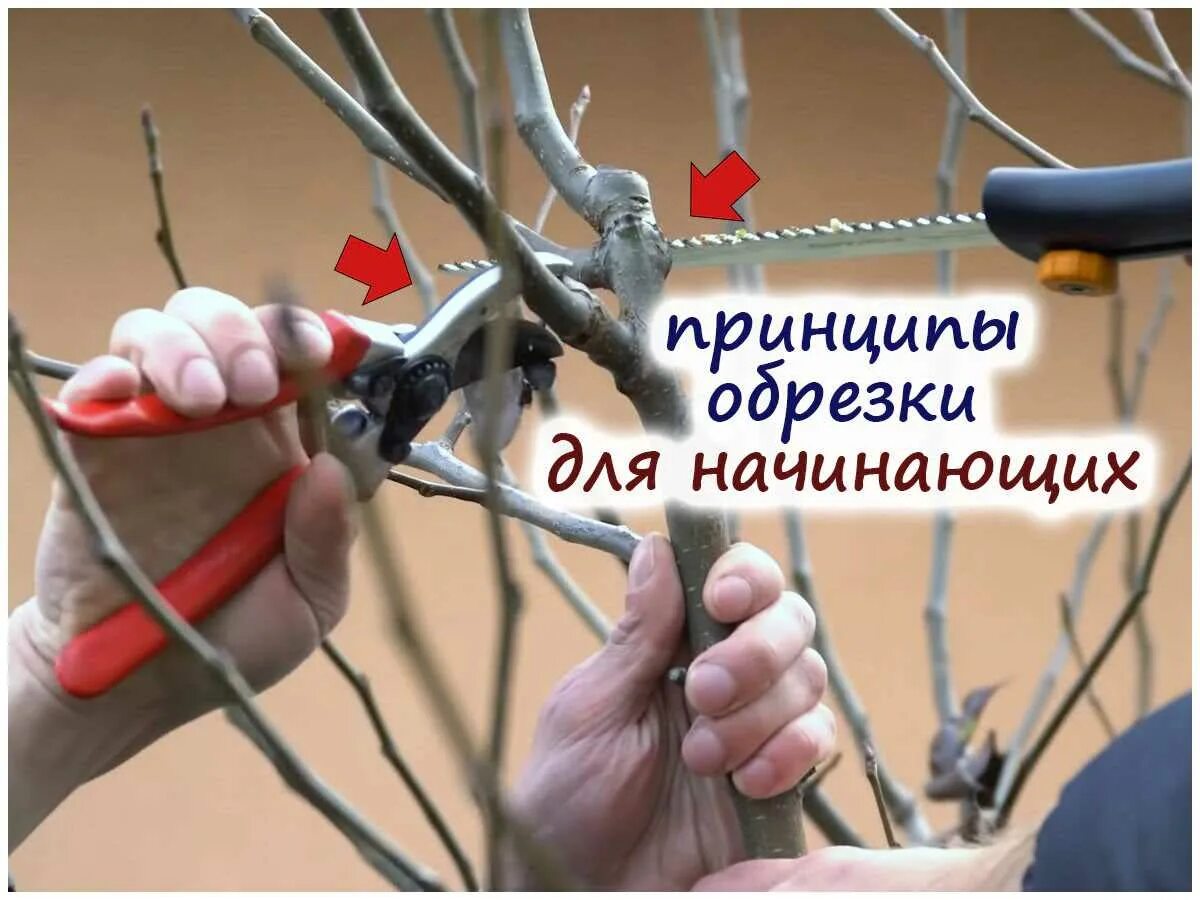 Когда делать летнюю обрезку яблонь