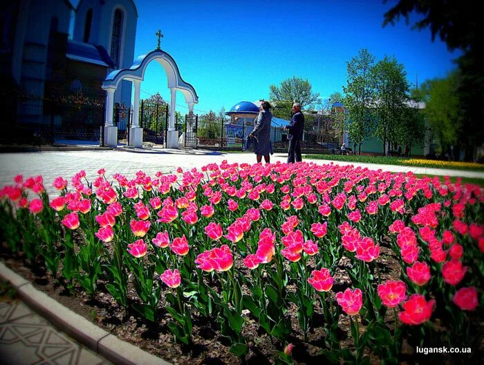 луганск весной. сквер влксм луганск. донецк город роз. ровеньки лнр достопримечательности. парк щербакова цветник донецк.