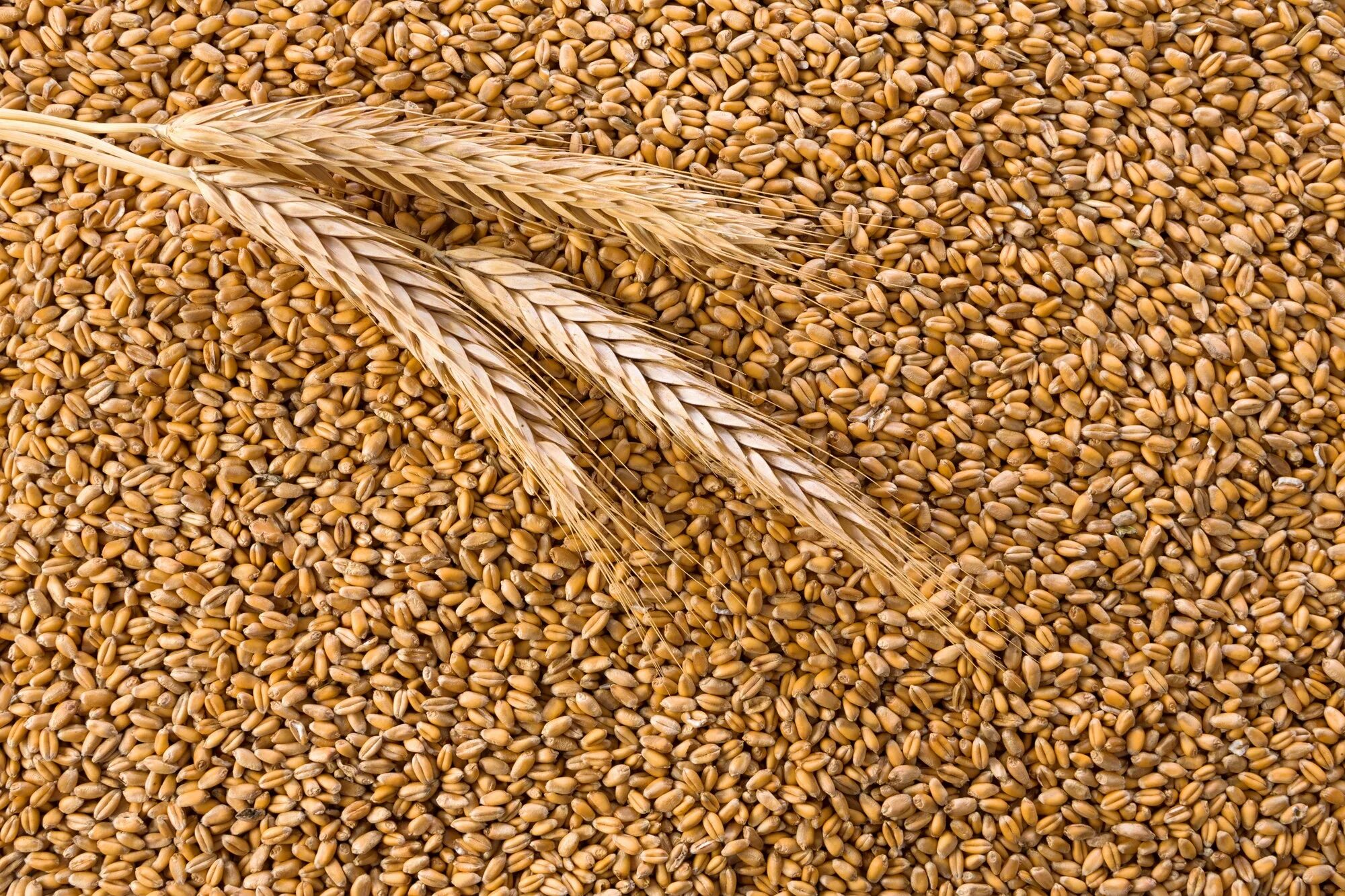 Пшеничная купить оптом