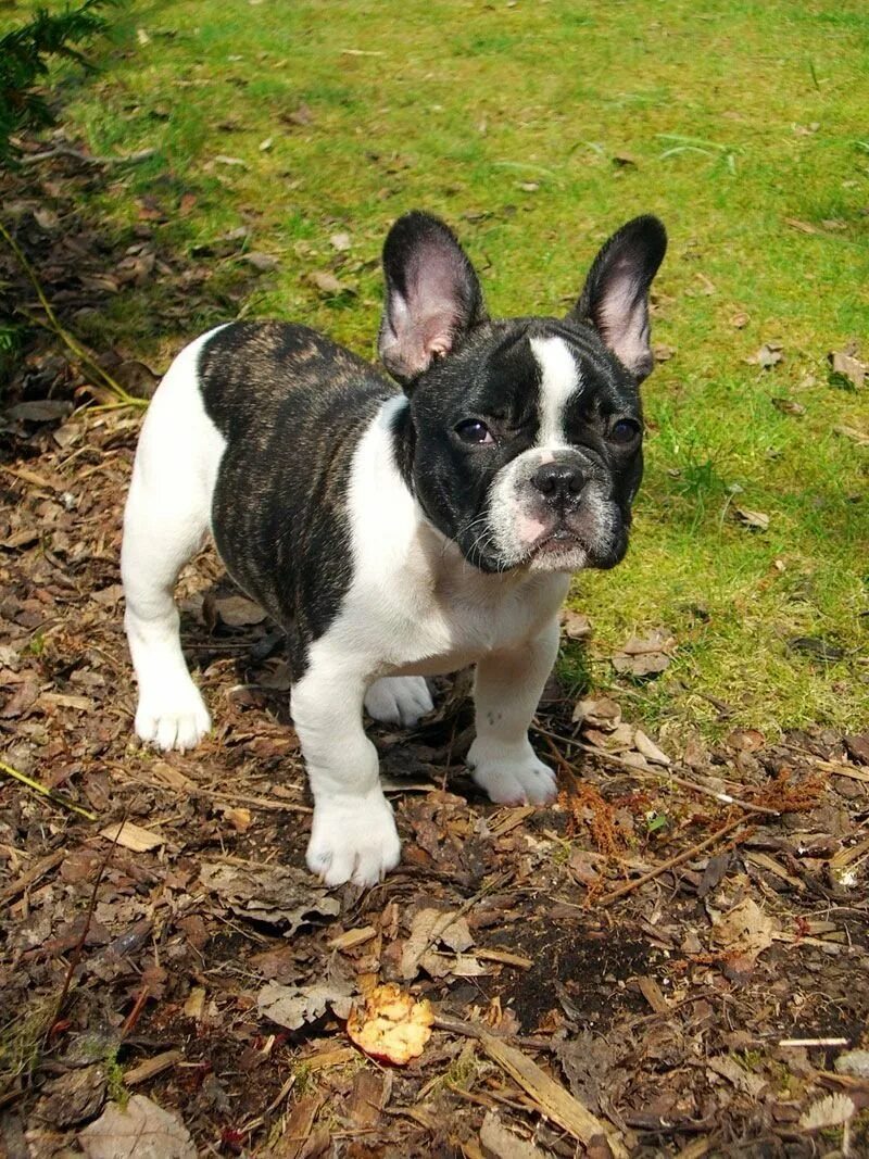 Французский бульдог мини. Флаффи французский бульдог. Франзуский. Франзуский. Франзуский.