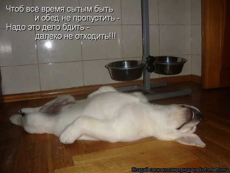 бди картинки. бдить это значит. бди картинки. товарищ майор бдит. что означает бдить.