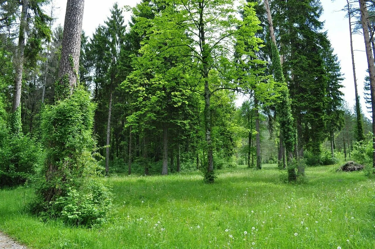 Хвойная родина. Хвойно-широколиственный лес. Елово широколиственный лес. Хвойно широколиственные леса Мордовии. Лес хвойный Лиственный смешанный.