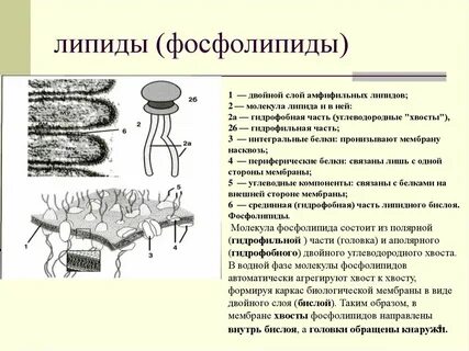 Двойной слой липидов мембраны