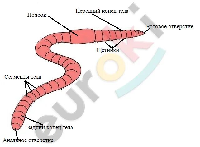 Внешнее строение дождевого червя передвижение раздражимость. Внешнее строение дождевого червя. кольцевые сегменты у дождевого червя. движение дождевого червя на листе бумаги.