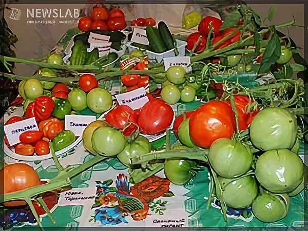 Ярмарка саженцев. Семена для сибири красноярск. Ярмарка сады сибири в красноярске. Сибирский садовод. Сибирская ярмарка новосибирск.
