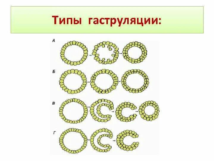 Презентация на тему "Гаструляция" - скачать презентации по Биологии - скачать пр