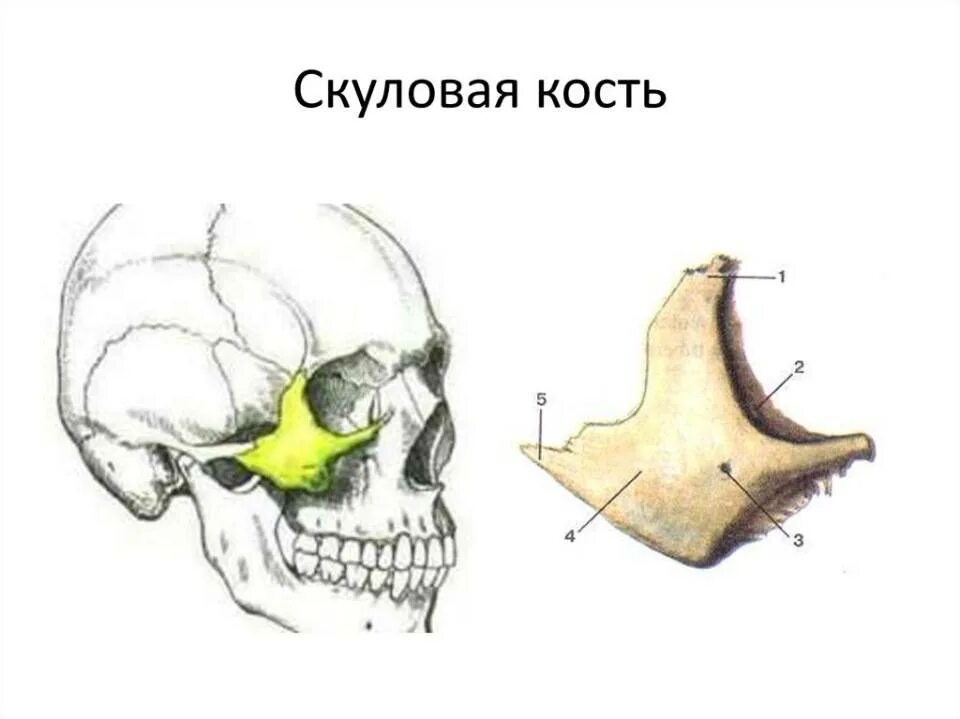 Анатомия скуловой кости. Скуловая кость анатомия строение. Скуловая кость отростки. Анатомия скуловой кости черепа. Строение скуловой кости черепа.