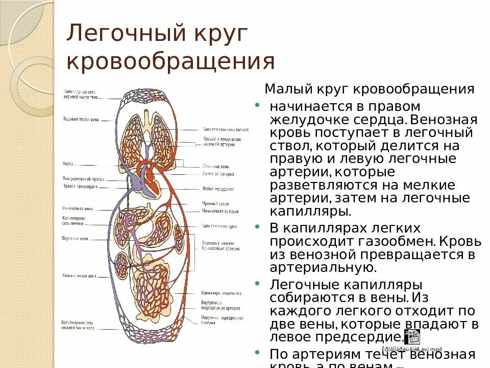 Схема малого круга кровообращения (лёгочного). Малый круг кровообращения сосуды малого круга кровообращения. Малый круг кровообращения начинается легочным стволом. Легочной ствол малого круга кровообращения. Кровь поступает в легкие по сосудам