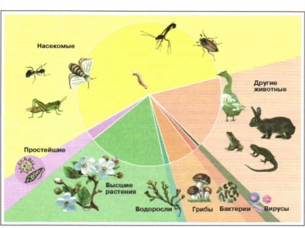 Наибольшее видовое разнообразие наблюдается в царстве. Число видов насекомых. Число видов живых организмов на земле. Численность видов животных. Многообразие видов на земле.