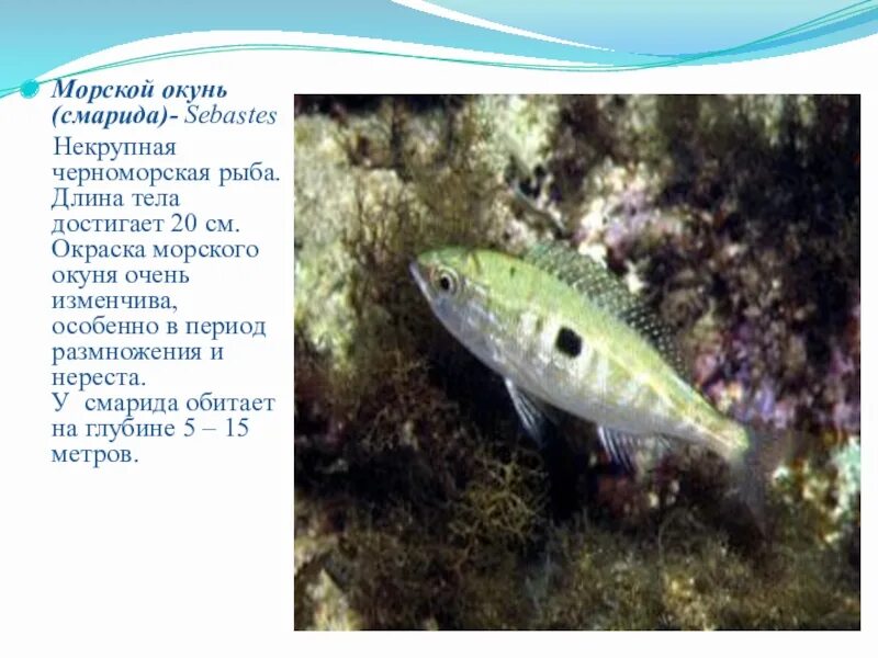 Песчанка рыба черного моря. Султанка черноморская рыбка. Ласкирь рыба черноморская. Черноморская рыба 6 букв сканворд. Черноморская рыба 6 букв сканворд.