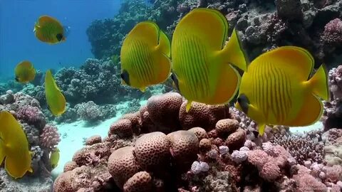Подводный мир видео