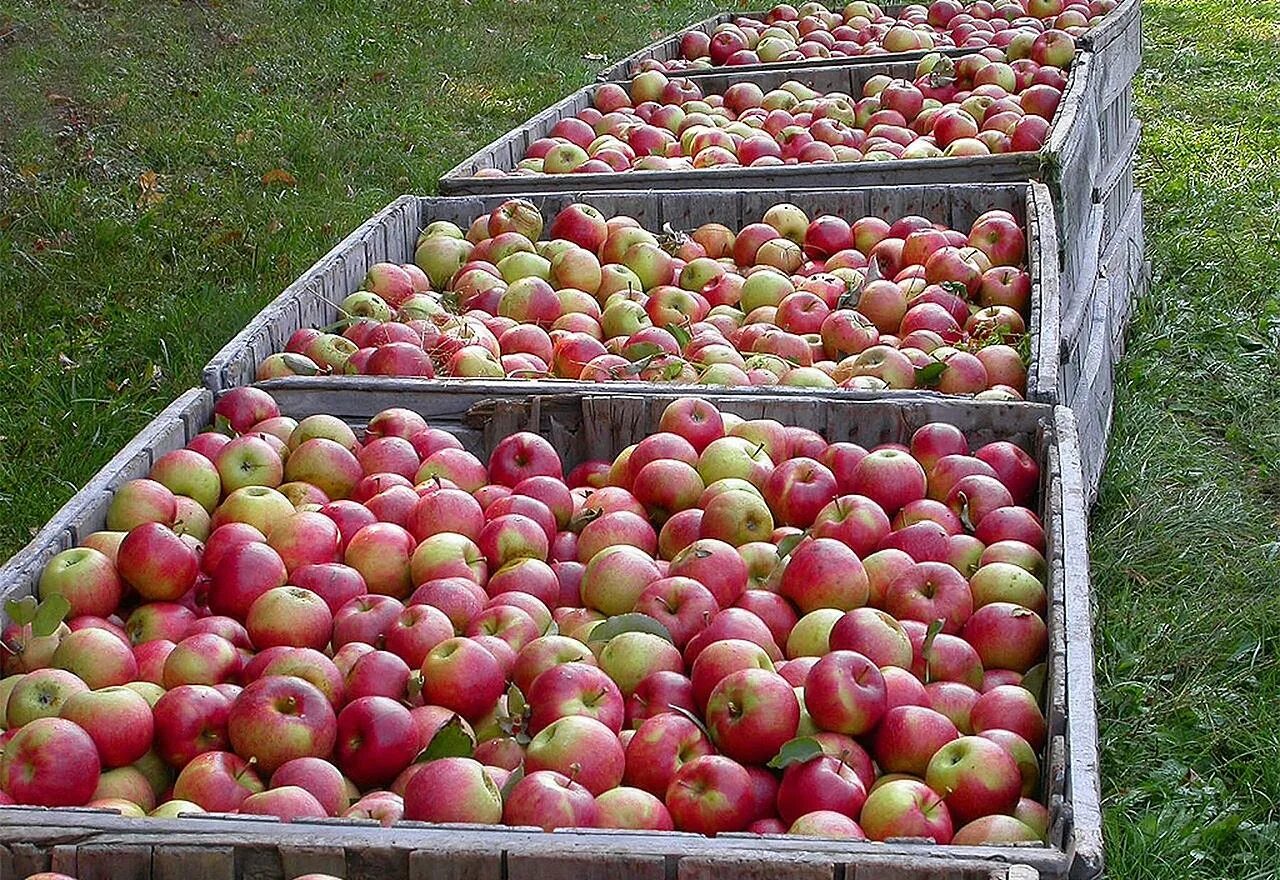 Ареал яблони Джонаголд. Сад-гигант яблоки Джонаголд. Продажа яблок. Фермер с яблоками.