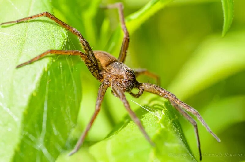 Мадагаскарский паук дарвина. Паучиха череповец. Паучиха череповец. Буйнакские паучихи. Паучиха фото.