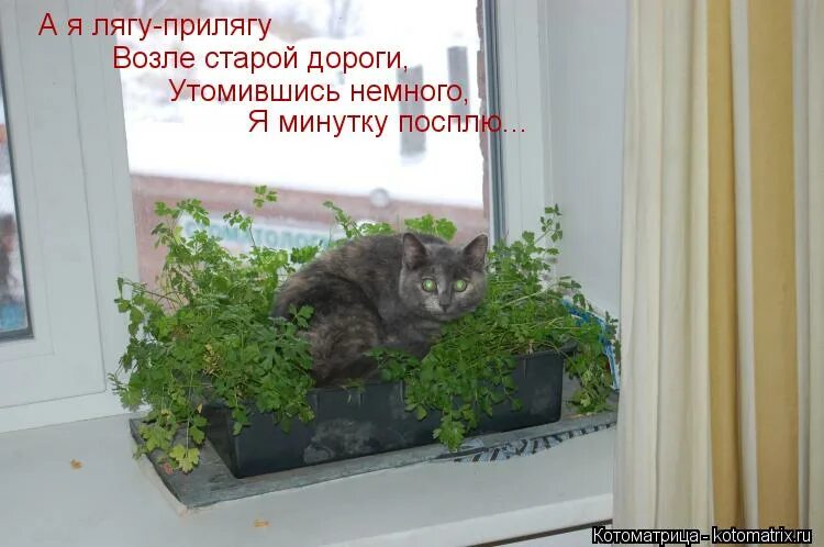 а я лягу прилягу прикол. слова песни а я лягу прилягу. виа «сябры» - вы шумите березы. а я лягу прилягу текст на русском. а я лягу прилягу текст на русском.