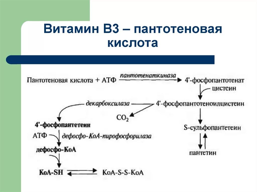 Активная форма в 5. Пантотеновая кислота (витамин в3) схема производства. Витамин в3 пантотеновая кислота формула. Витамин в5 пантотеновая кислота. Активная форма пантотеновой кислоты витамин в5.